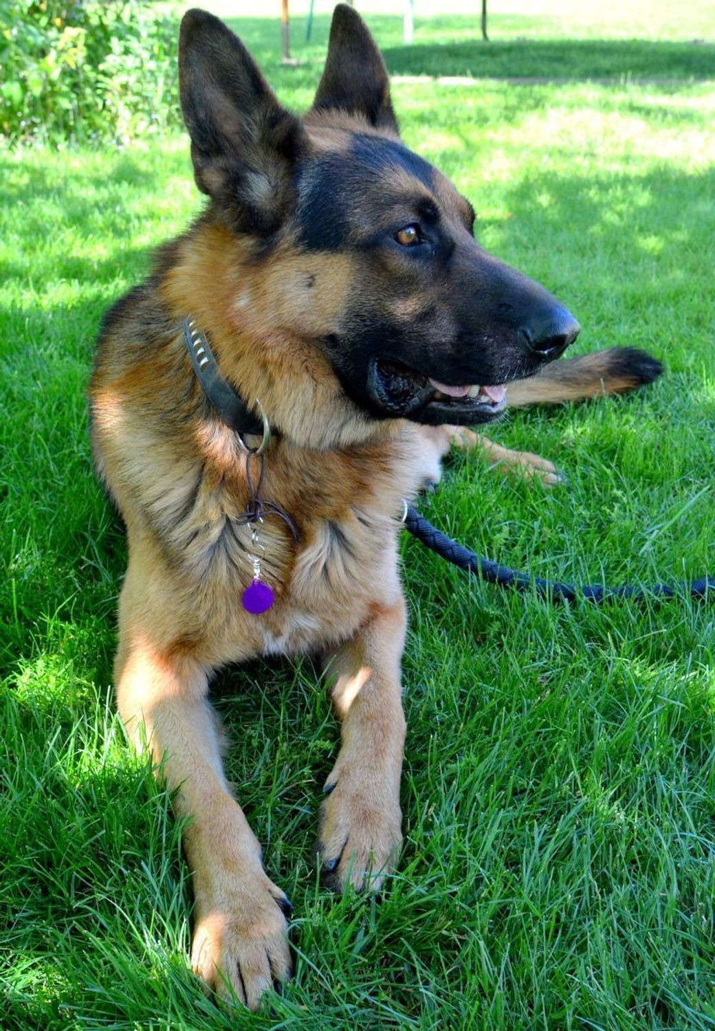 Kółko blaszka dla pupila fioletowa 2,5 cm z miejscem na grawer Kółko purple M. Blaszka w formie adresówki, identyfikatora dla psa. Blaszka z miejscem na grawer. Na adresówce możemy wygrawerować np. imię psa i nr telefonu do wł.jpg